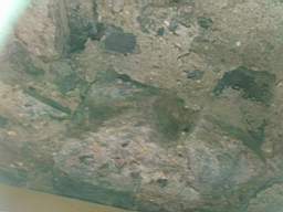 acastle 166310.jpg